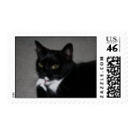 Sweet Paws Postage Stamp