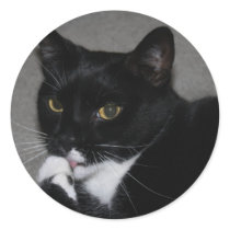 Sweet Paws Round Stickers