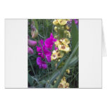 Sweet Pea and Mullein Flower Cards