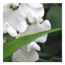 Sweet Pea Flower Invitation