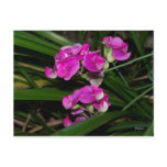 Sweet Pea Flower Postcard