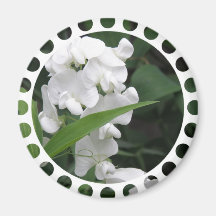 Sweet Pea Flowers Round Magnet