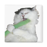 Sweet Pea magnets