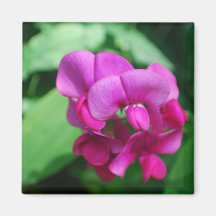 Sweet Pea Magnet