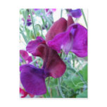 Sweet Pea Postcard