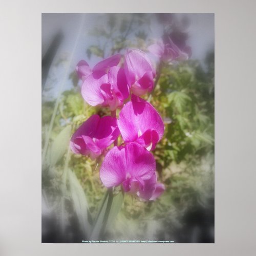 sweet peas 2 print