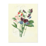 Sweet peas by Pierre-Joseph Redouté postcards