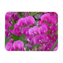 Sweet Peas Flowers Premium Magnet