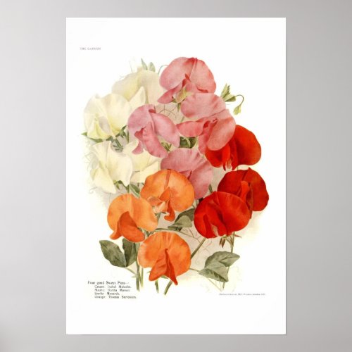 Sweet Peas print