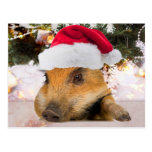 Sweet Pig In Santa Hat Christmas Tree Post Cards