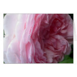 Sweet Pink Cascade Rose Note or Greeting Cards