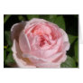 Sweet Pink Rose Card