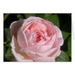 Sweet Pink Rose Card