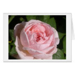 Sweet Pink Rose Greeting or Note Cards