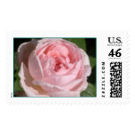 Sweet Pink Rose Postage Stamp