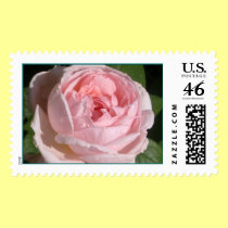 Sweet Pink Rose Postage Stamp