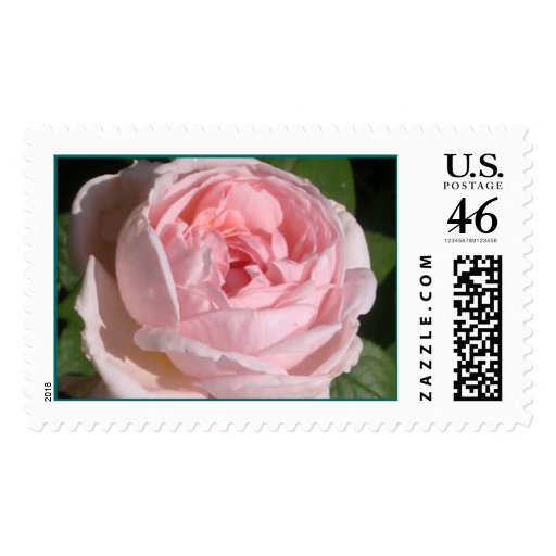 Sweet Pink Rose Postage Stamp