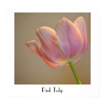 Sweet Pink Tulip posters