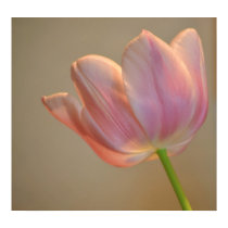 Sweet Pink Tulip posters