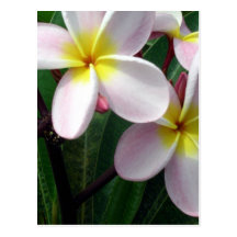 Sweet Plumeria Flowers Post Cards