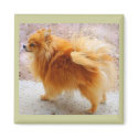 Sweet Pomeranian Magnet by Lessandra Sweet Pomeranian Magnet