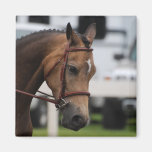 Sweet Pony  Magnet