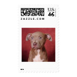 Sweet pup stamp
