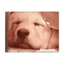 Sweet Puppy - Adopt a Dog Postcard