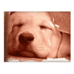 Sweet Puppy - Adopt a Dog Postcard