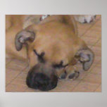 Sweet Puppy Oil Painting Poster