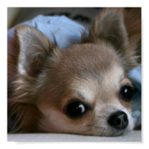 Sweet puppy poster posters