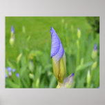 Sweet Purple Iris Print