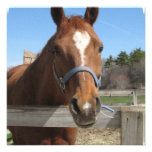 Sweet Quarter Horse Invitations