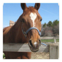 Sweet Quarter Horse Invitations