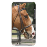 Sweet Quarter Horse iTouch Case iPod Touch Covers