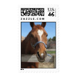 Sweet Quarter Horse Postage Stamp