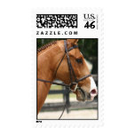 Sweet Quarter Horse Postage Stamp