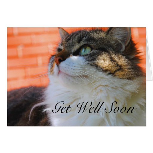 Sweet Ragdoll Cat Get Well Soon Card Zazzle