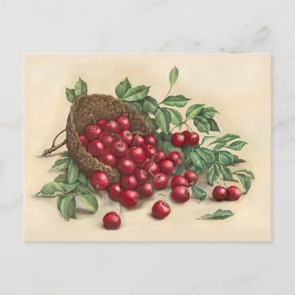 Sweet Red Cherries Postcard