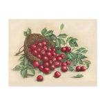 Sweet Red Cherries Postcard