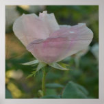 Sweet Rose Poster posters