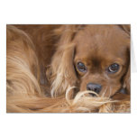 Sweet Ruby Cavalier King Charles Spaniel Greeting Card