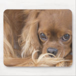 Sweet Ruby Cavalier King Charles Spaniel Mouse Pad