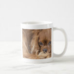 Sweet Ruby Cavalier King Charles Spaniel Coffee Mugs