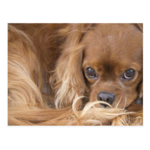 Sweet Ruby Cavalier King Charles Spaniel Post Cards