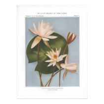 Sweet-Scented White Water Lily - Castalia odorata posters