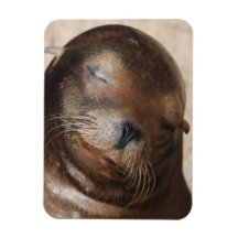 Sweet Sea Lion Flexible Magnet