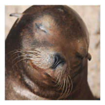 Sweet Sea Lion Invitations