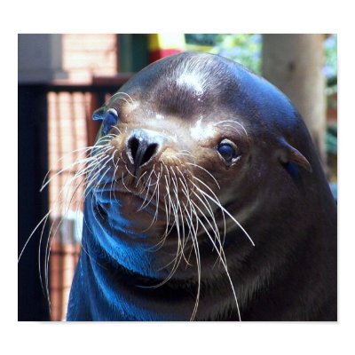 Sweet Sea Lion Posters by Quiltstar