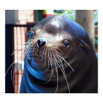 Sweet Sea Lion posters